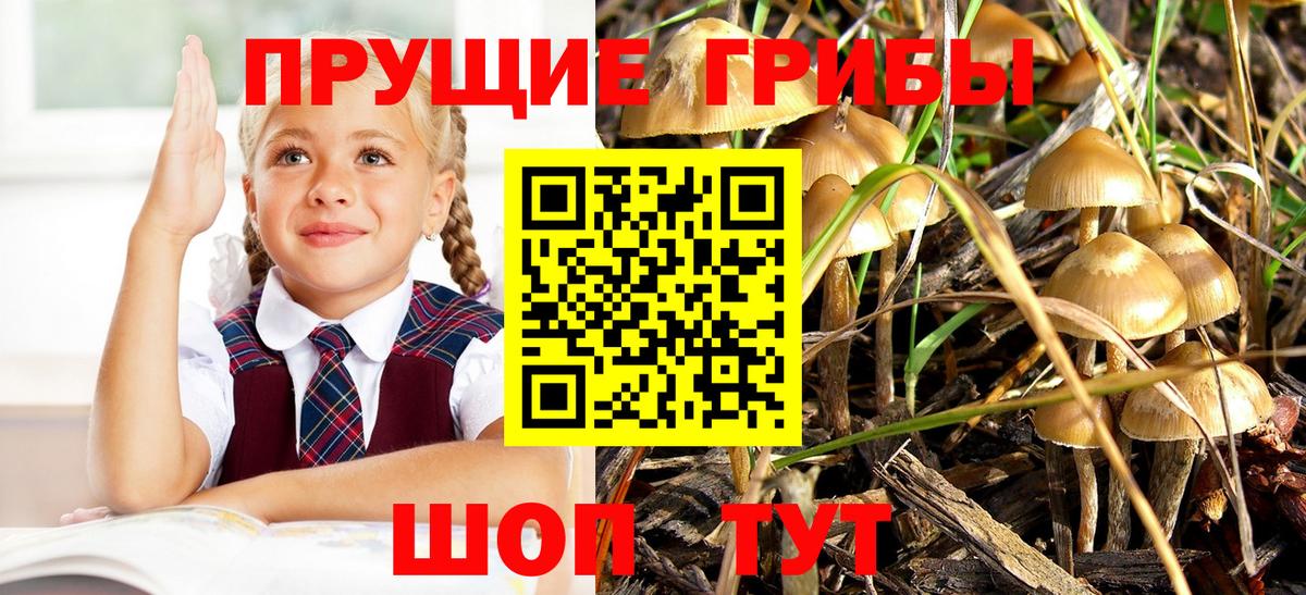 Красноуфимск  Псилоцибиновые грибы MAGIC MUSHROOMS  Вход с VPN 